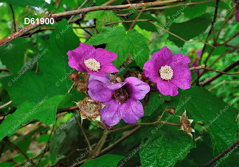 Purple-flowering Raspberry (Rubus odoratus)